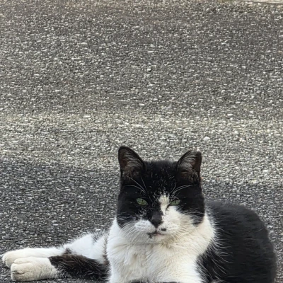🐱