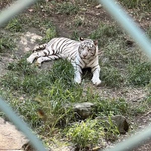 群馬サファリパーク行ってきました！！！！の写真1枚目