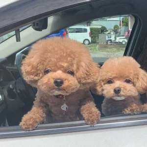 最近犬の拾い画保存しまくってる(ᐡ ◜ ·̫ ◝ ᐡ)՞ ՞の写真1枚目