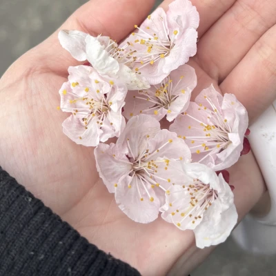 もう桜が咲いてて桜のいい香りがするし春を感じる🌸