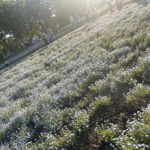 天国かな🌷💐の写真1枚目