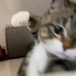 💜の写真1枚目
