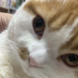 こんばんは🌛のあです🐱の写真1枚目