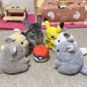 こんばんわん！みゆです꒰ U – ·̫ – ꒱ﾉ🌟の写真1枚目