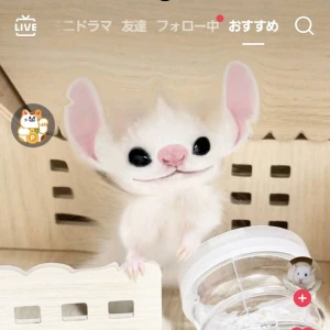 スティッチの映画の影響で自分のペットをスティッチ風に加工するの流行ってて、の写真1枚目