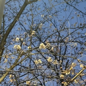 こんにちはーの写真1枚目