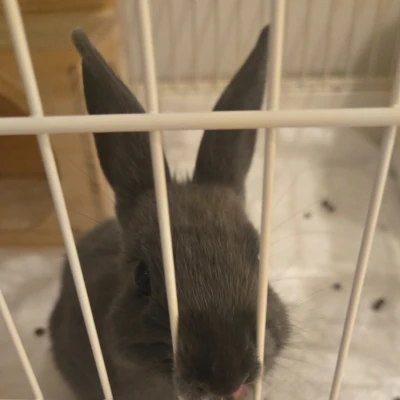 うちの子お漏らし常習犯