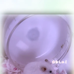こんばんは＼(^▽^)／！の写真1枚目
