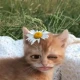 さくら