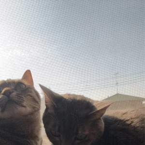 しゅっきん！うちの猫の写真1枚目