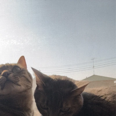 しゅっきん！うちの猫