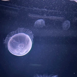 動物園か水族館どっちに行きたい？の写真1枚目