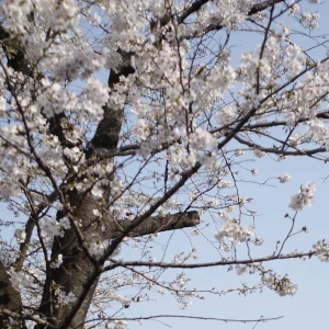 こんにちは、ゆりあですの写真1枚目