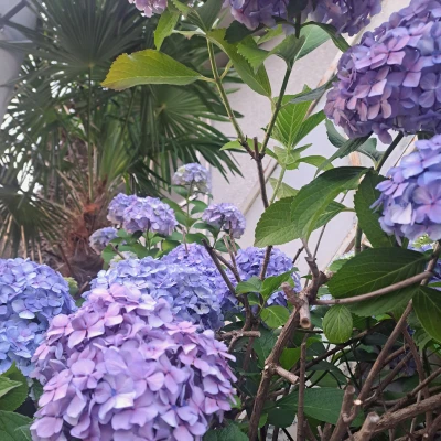 道端のあじさい撮ってみた🌸今日います✨