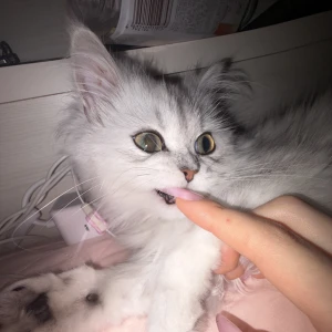 ひゃはー華金だねのみたいの写真2枚目