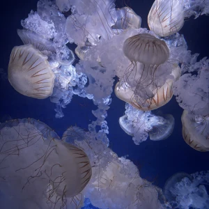 おそよう☀️の写真1枚目