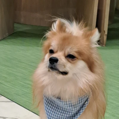 久しぶりに犬カフェ行ってきました🐾