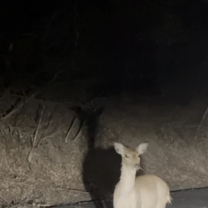 こんばんは🌛🌛の写真1枚目