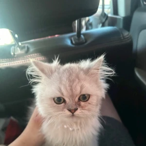 こんばんは🐯の写真1枚目