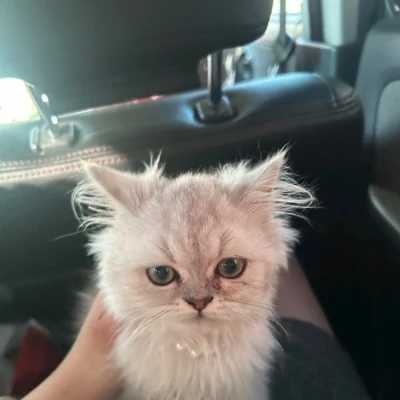 こんばんは🐯