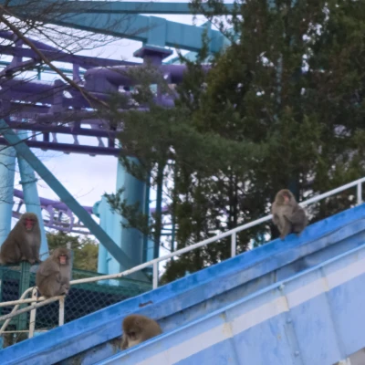 お久しゅうございます