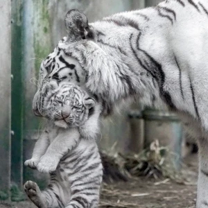 お腹が痛くて朝目が覚めて寝れなくなって起きる時間ギリギリにもっかい寝たら眠たくて眠たくて耐えられないの写真1枚目