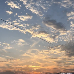 🌻の写真1枚目