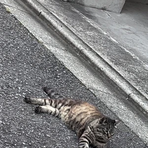 今日もの写真1枚目