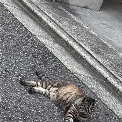 今日も