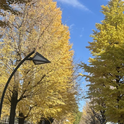 れいです🏃‍➡