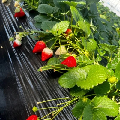 もくよーび！😆