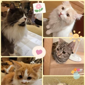 ねこcafe🐈‍⬛☕️の写真3枚目