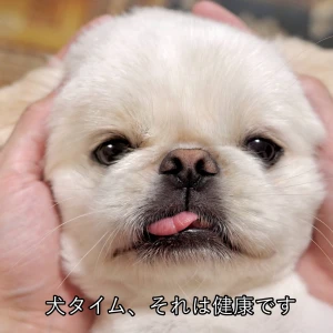 こんばんわん꒰ᐡ˶ᐡ ˙̫ ᐡ˵ᐡ꒱みゆです꒰ᐡ˶ᐡ ˙̫ ᐡ˵ᐡ꒱の写真1枚目