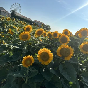 こんにちは、ゆりあですの写真1枚目