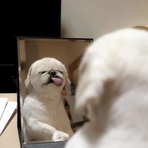 こんばんわんわん！みゆです₍ᐡ⊃ ̫ -｡ᐡ₎の写真1枚目