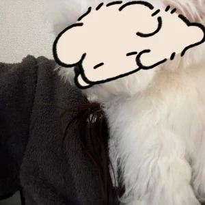 先日犬洗いをしましたの写真1枚目