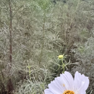 こんばんは🎶の写真2枚目