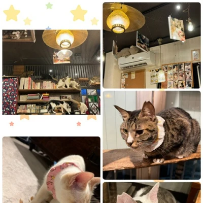 猫カフェ😻