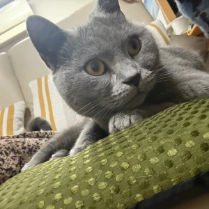 🐈‍⬛🎀の写真2枚目