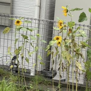 おはようございます☀の写真1枚目