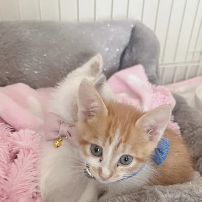 うちの猫ちゃんたち🐱♡