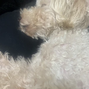 こんばんは、ぽちです🐾の写真1枚目