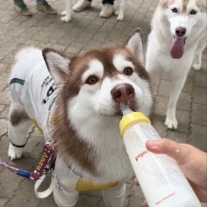 こんにちわんわん！みゆです⊂(ᴖ ̫ᴖ  )⊃♡の写真1枚目