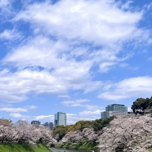 桜🌸 ◝✩ ✧︎の写真1枚目