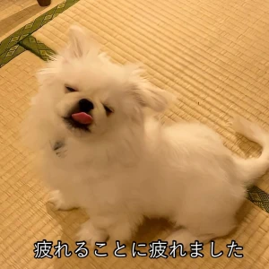 こんばんわん！みゆです！*.+ﾟの写真1枚目