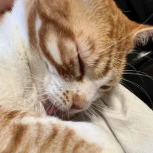 🐱ྀི7.16🐱ྀིの写真1枚目