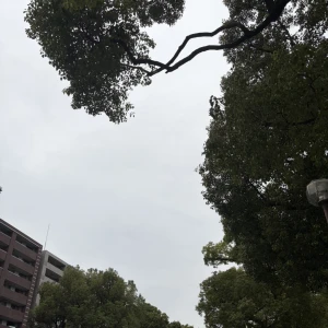 あいにくの天気ですが、今日は散歩からスタート💨の写真1枚目