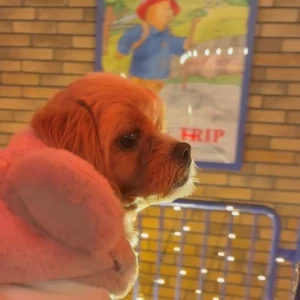 1202🐶の写真1枚目