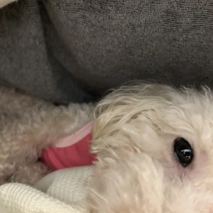 こんばんは、ぽちです🐾の写真1枚目