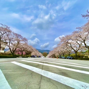 昨日は晴れてたので綺麗に桜が取れました🌸の写真1枚目